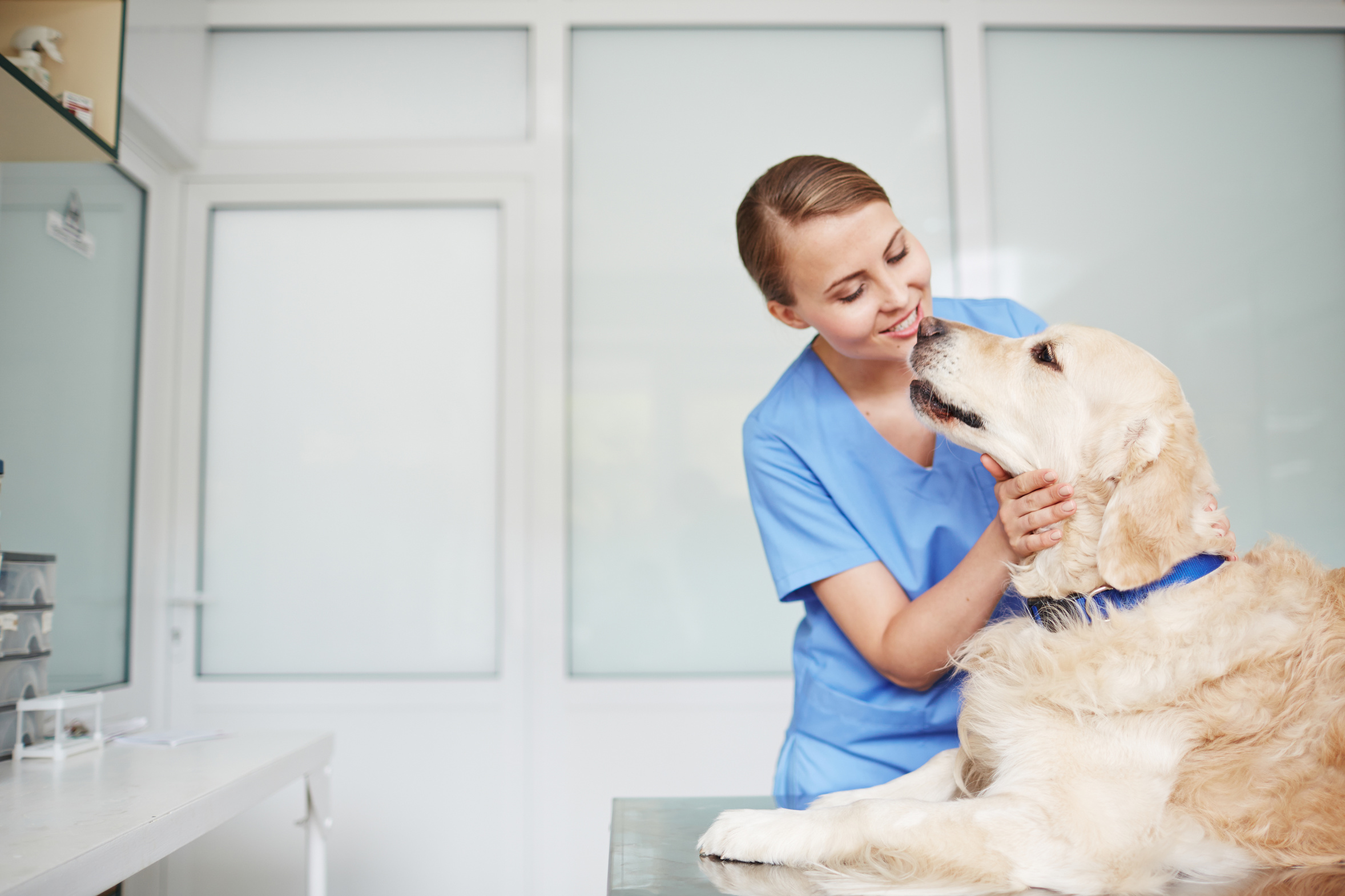 Dog and vet Dog and vet