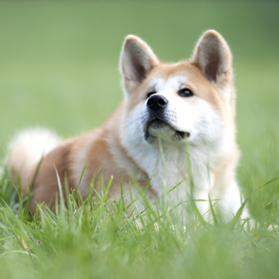 language of dogs Kachel language of dogs Kachel