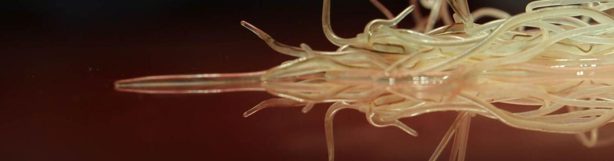 Heartworm Heartworm