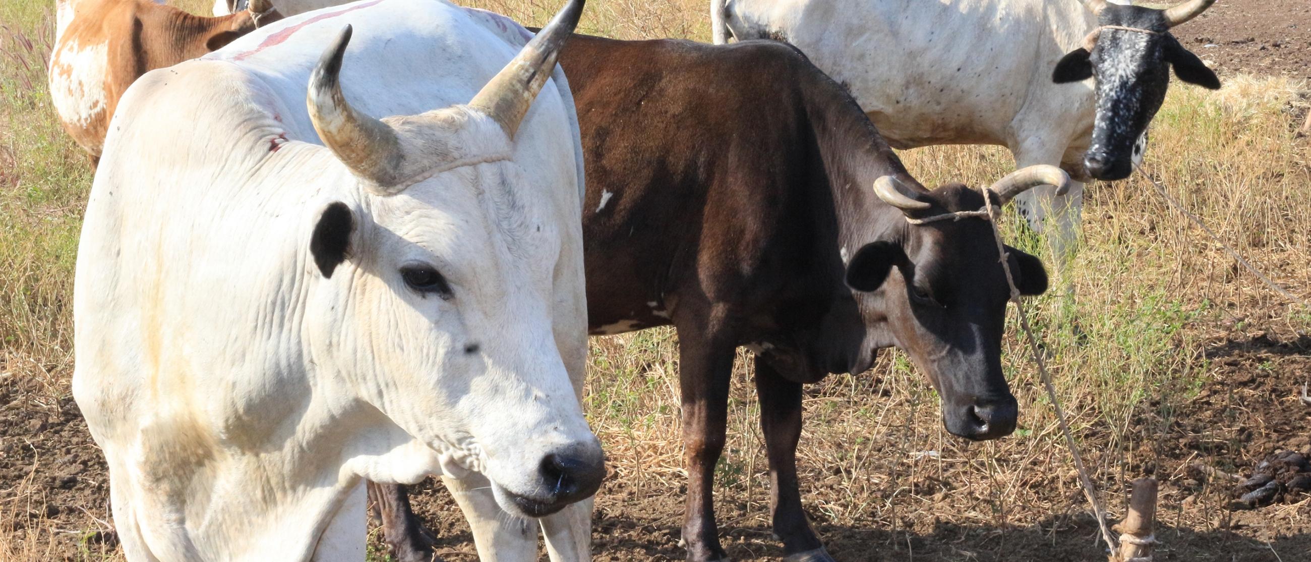 This_ensures_food_security_for_one_year_004