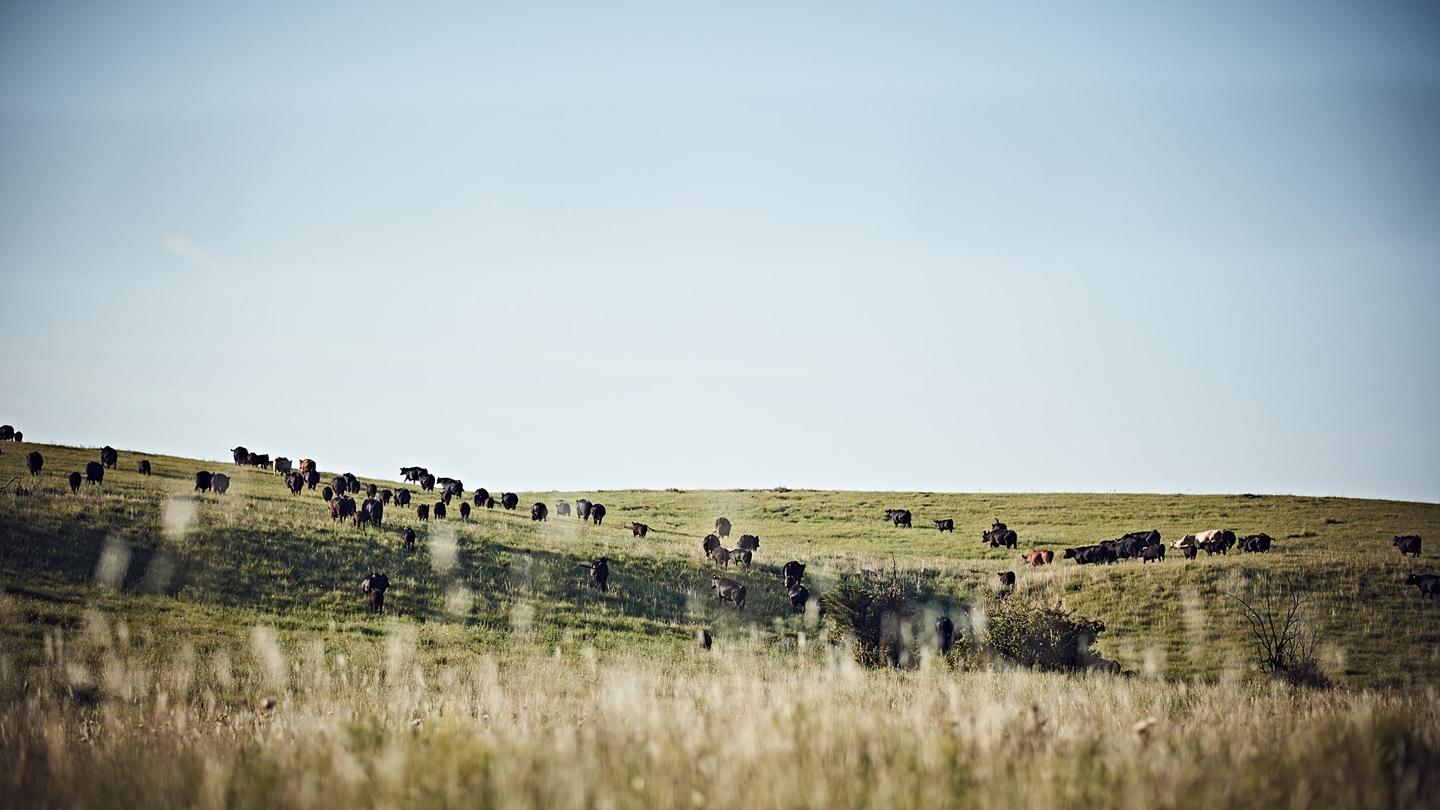 Black cow Black cow