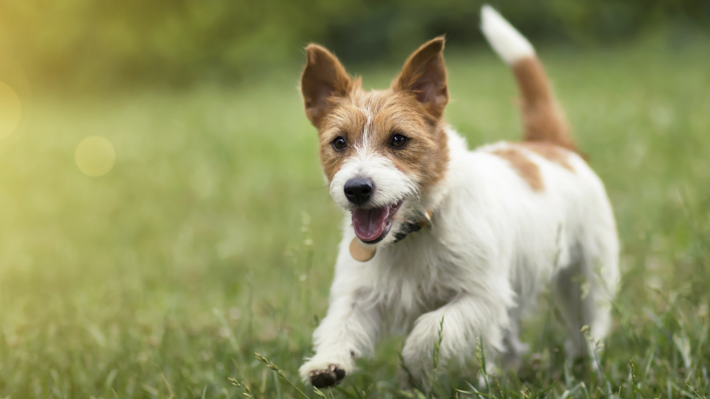 Dog 跑过草地的狗