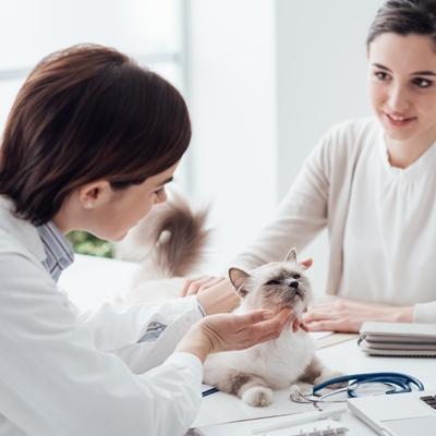 cat in clinic