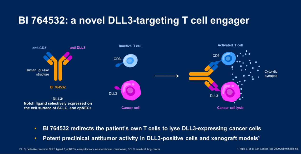 重磅 勃林格殷格翰小细胞肺癌新药DLL3/CD3双抗BI 764532临床试验在华获批！