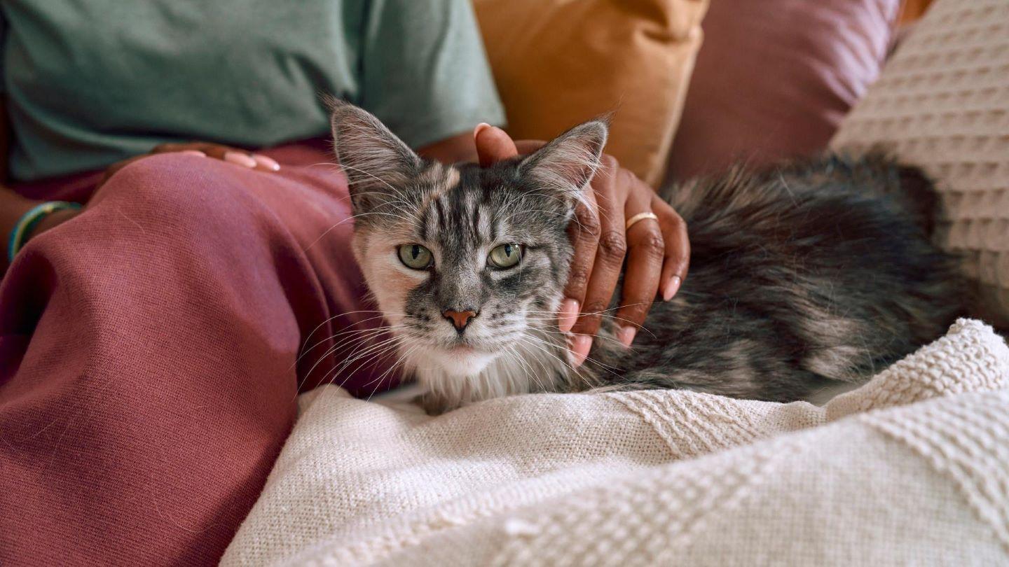 Tabby and white cat looking at camera