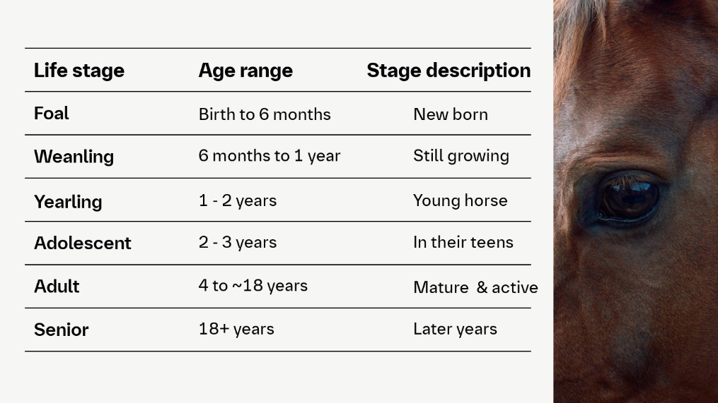 horse-1 horse-1