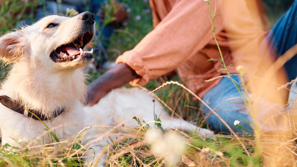 White smiling dog lying on grass petted by person