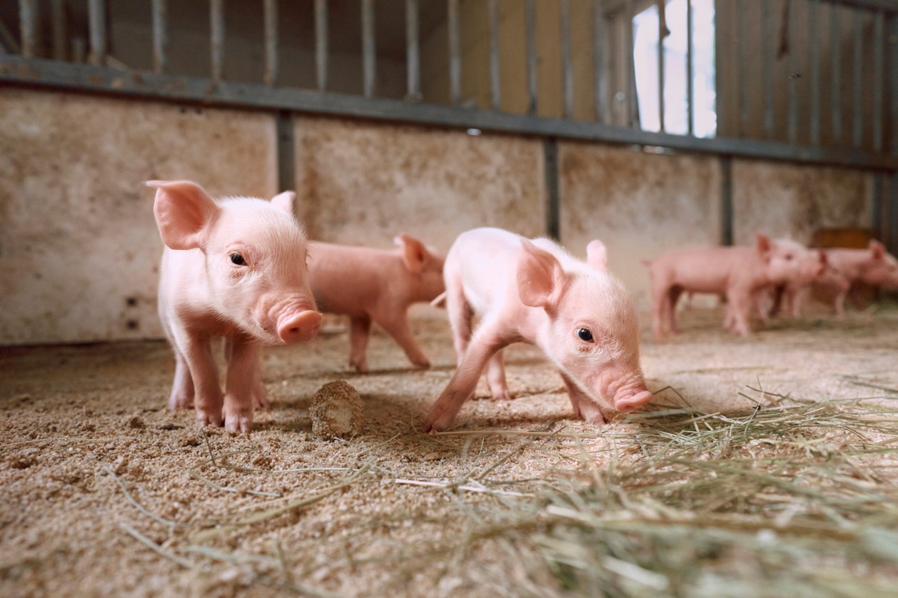 Group of young piglets standing and exploring inside a barn