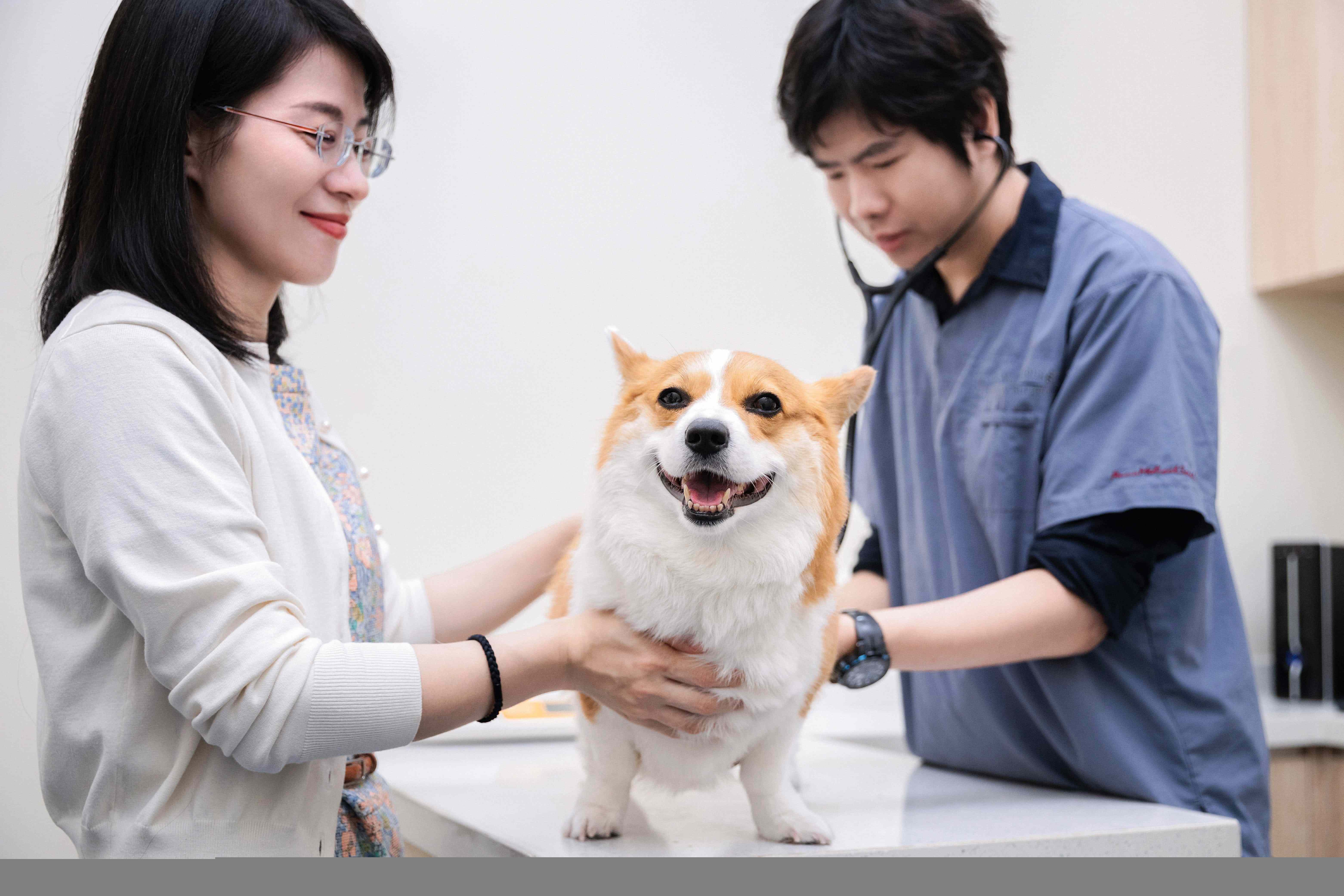 正在接受检查的动物