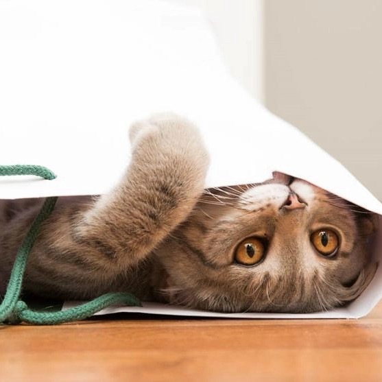一只猫躲在放在地上的包里