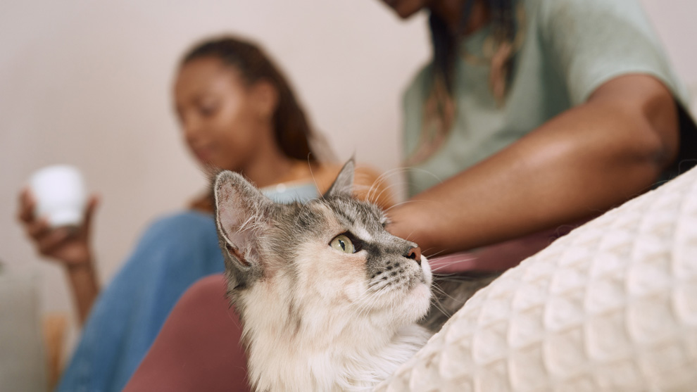 母亲和女儿坐在沙发上，陪伴着她们的猫咪