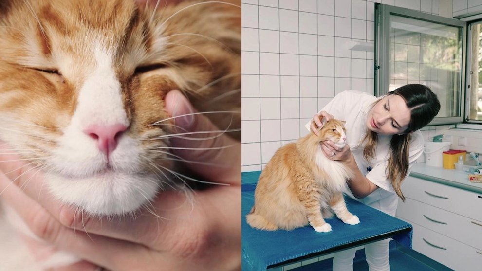 兽医正在诊所为一只猫进行健康检查
